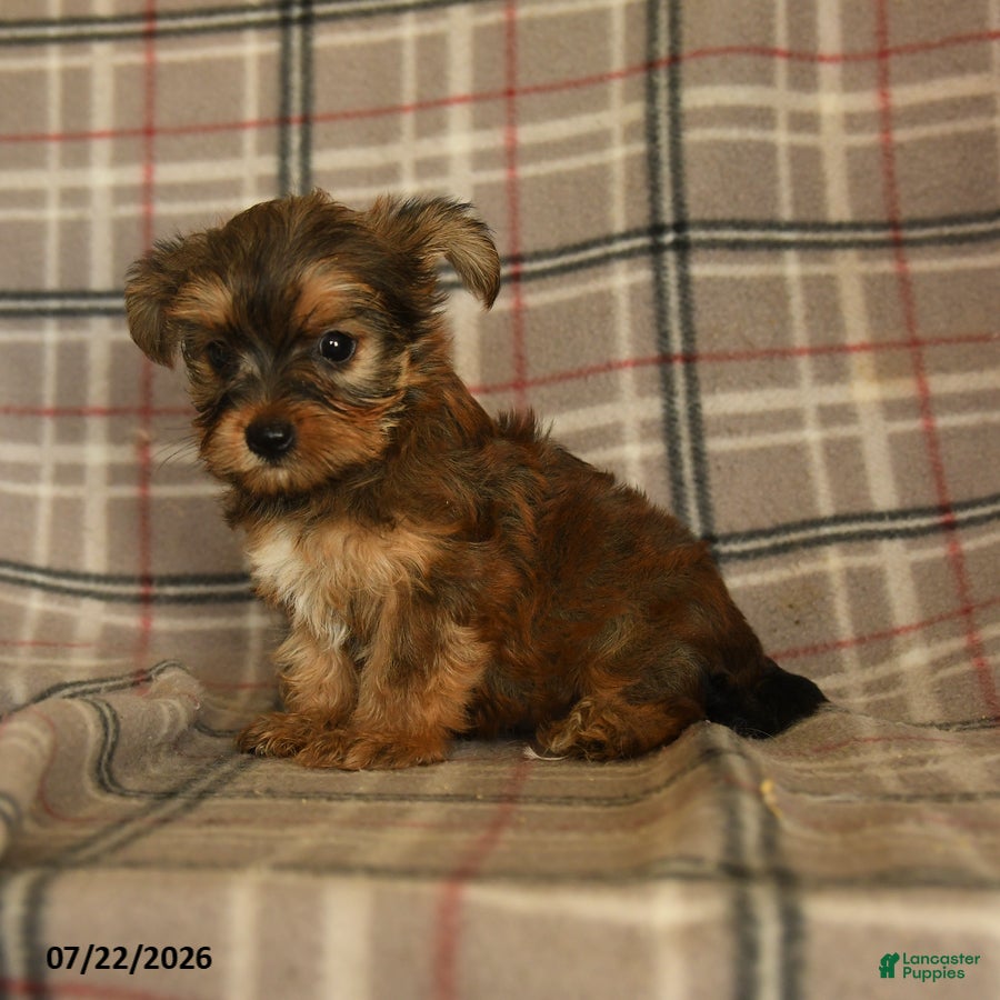 Morkie dogs Zelda - Ad 1