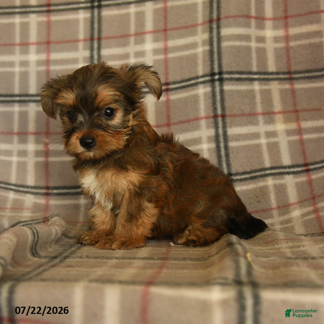 Morkie dogs for sale: Zelda - Ad 1