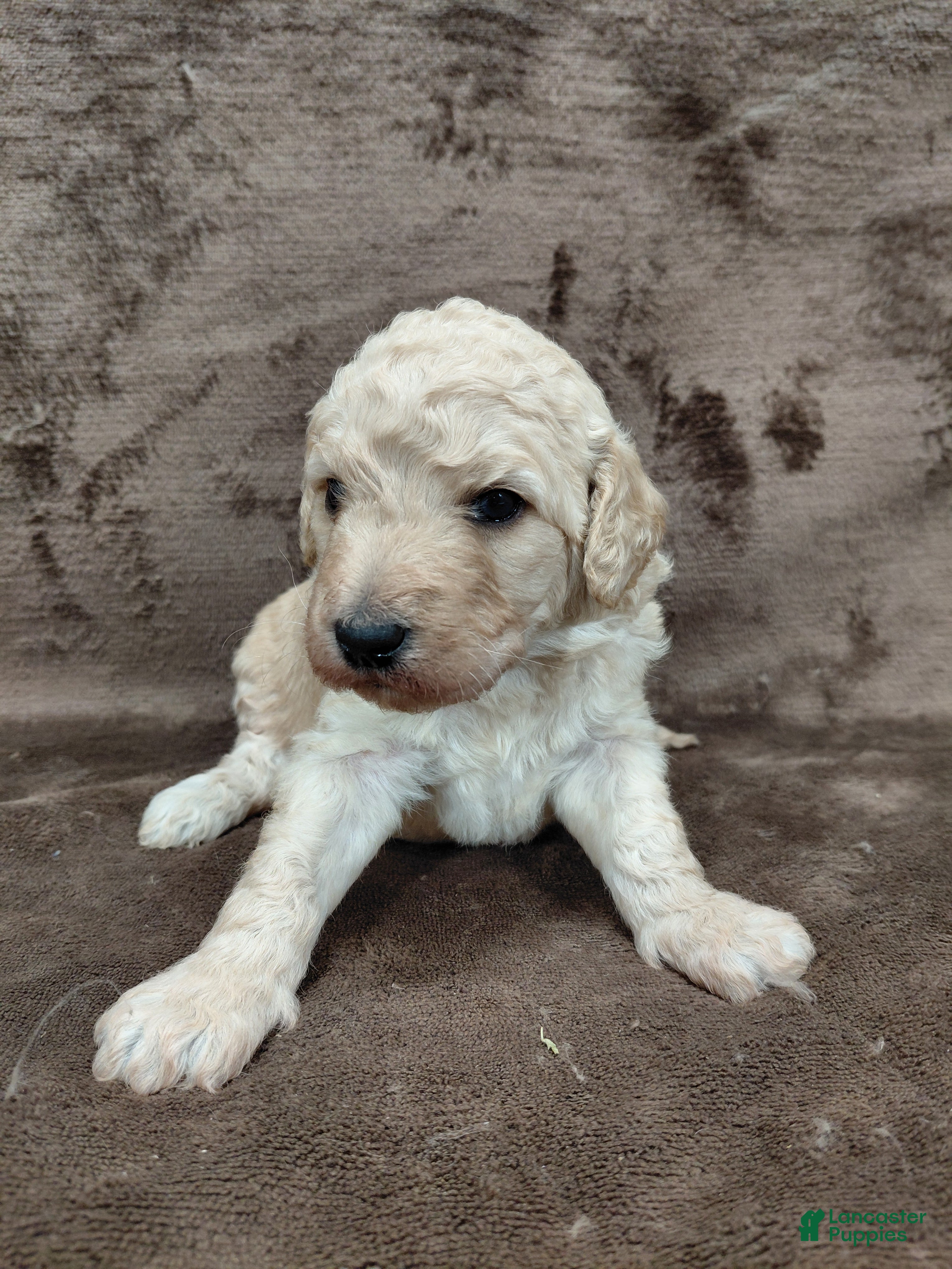 Goldendoodle dogs Francine Standard  - Ad 25