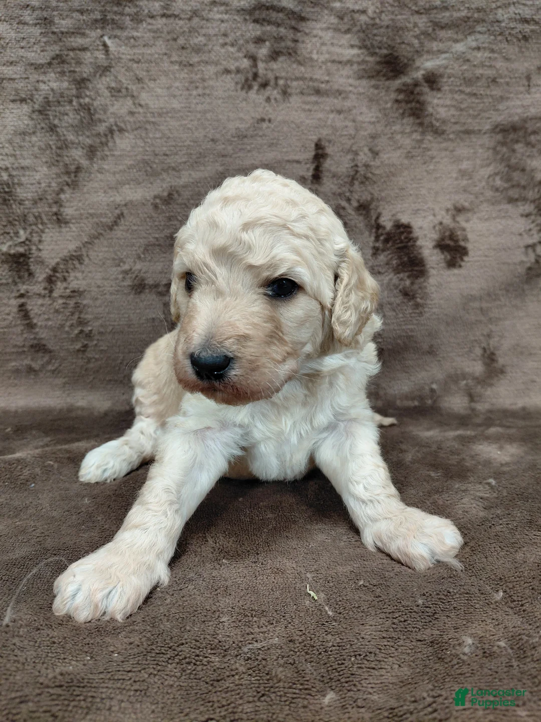 Goldendoodle dogs for sale: Francine Standard  - Ad 1