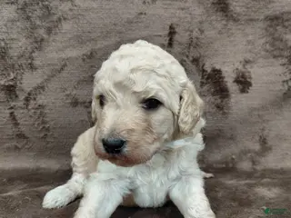 Goldendoodle dogs Francine Standard - Ad 25