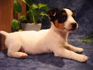 Jack Russell Terrier dogs Bramble - Ad 37
