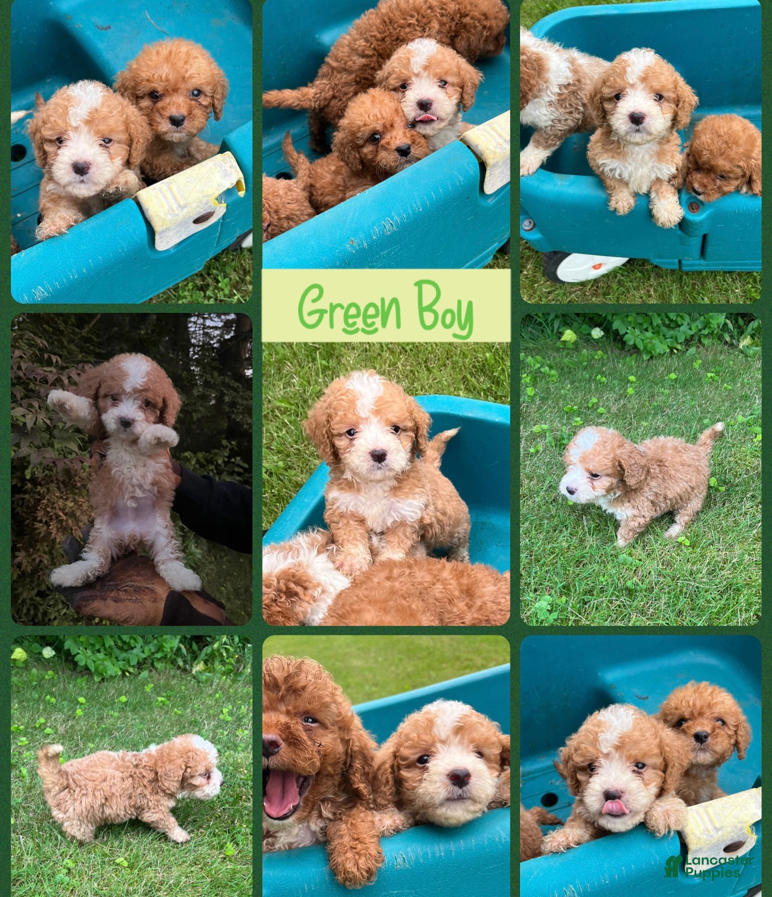 Mini Bernedoodle dogs Green Boy - Ad 39