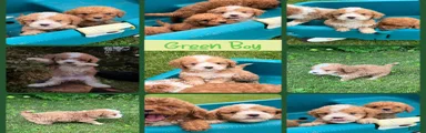 Green Boy