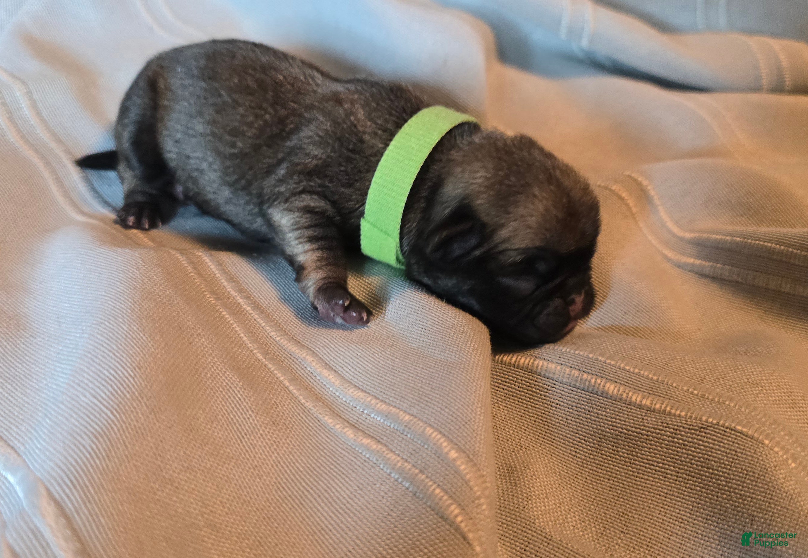 Pug dogs Francine - Ad 22