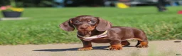 Miniature Dachshund dogs for sale: Lily - Ad 5