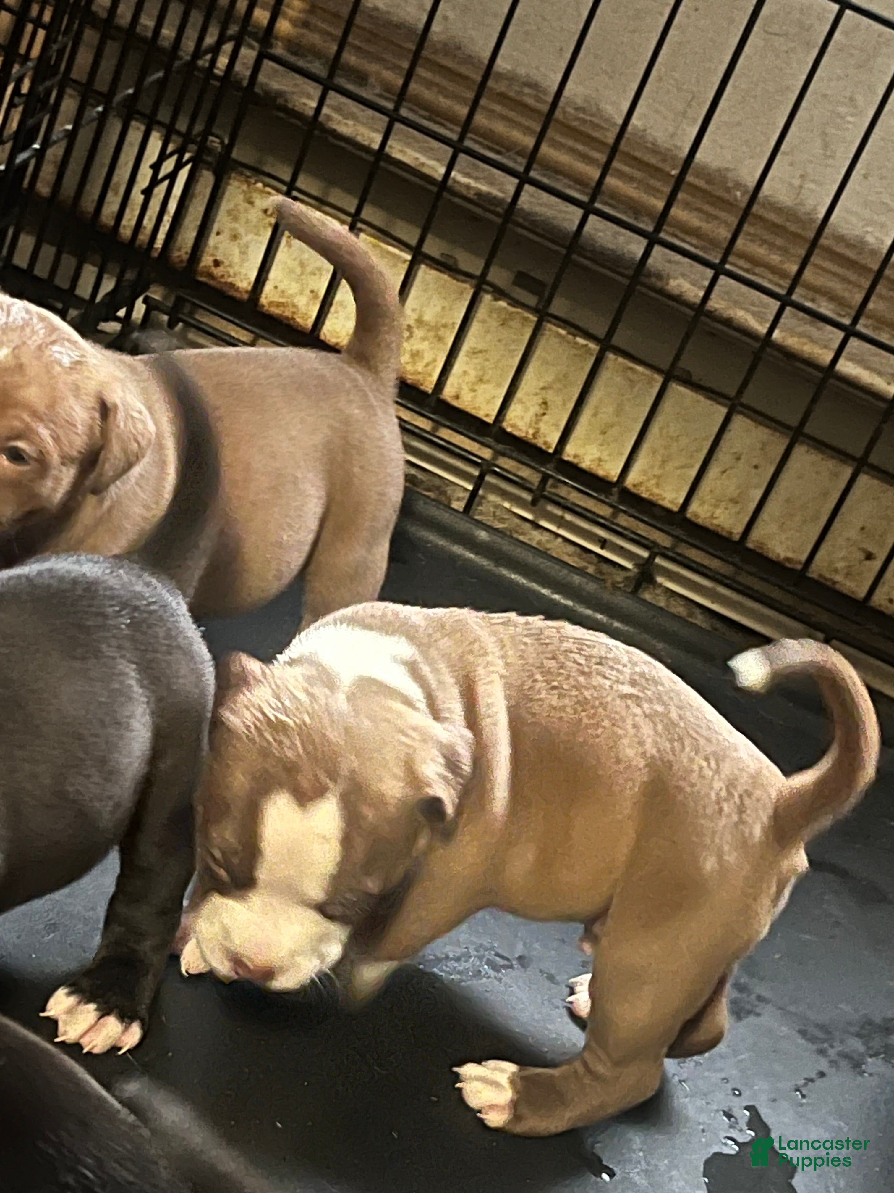 American Bully dogs American Bully Puppy 1 - Ad 13