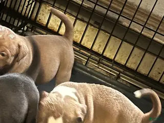 American Bully dogs American Bully Puppy 1 - Ad 13