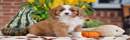 Miniature Bernese Mountain Dog dogs for sale: Lucas - Ad 5