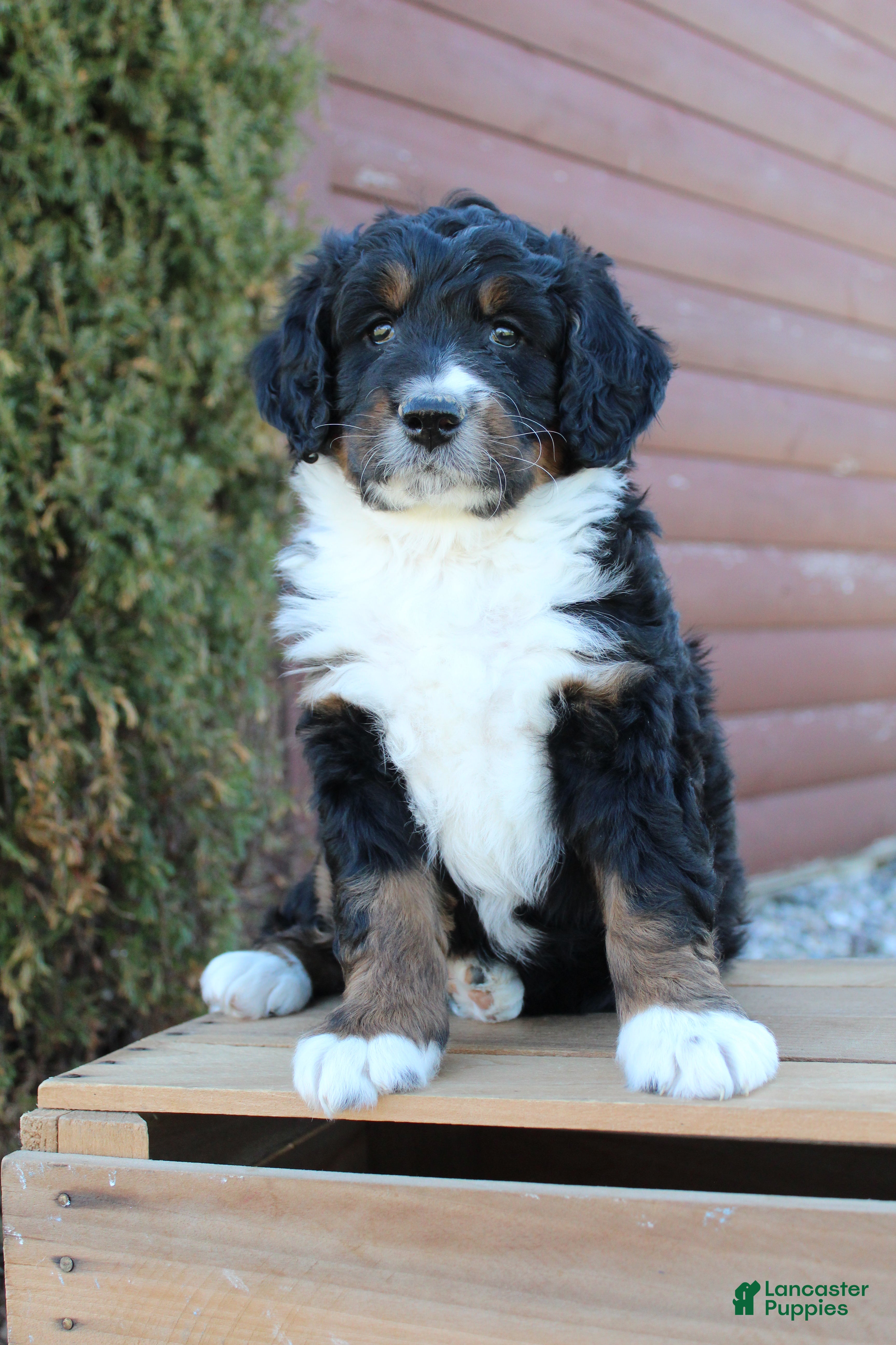 Bernedoodle dogs Layla - Ad 2