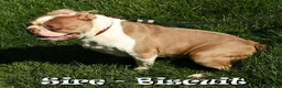 Boston Terrier dogs for sale: Wanda - Ad 10