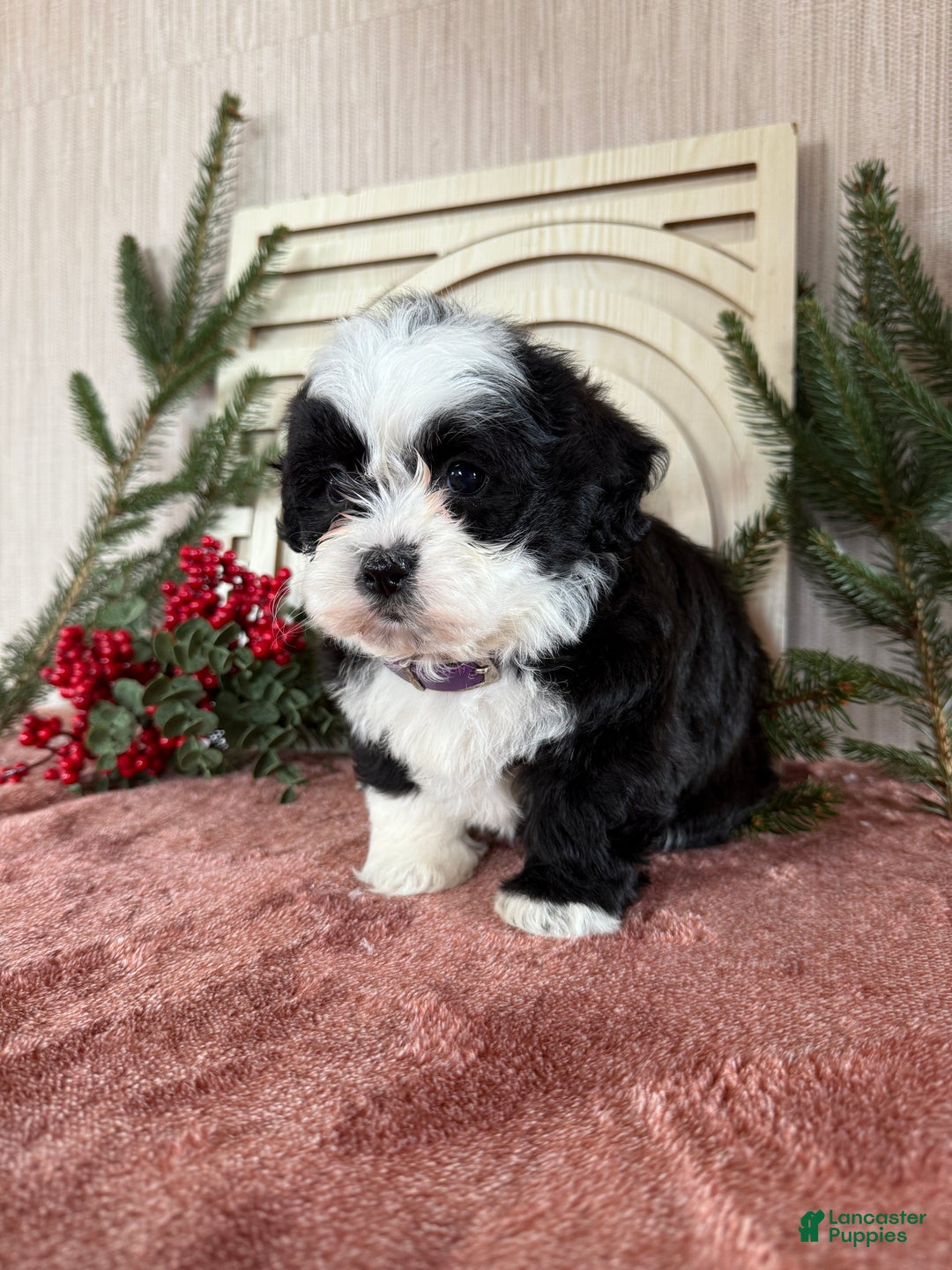 Teddy Bear dogs for sale: Stella - Ad 13