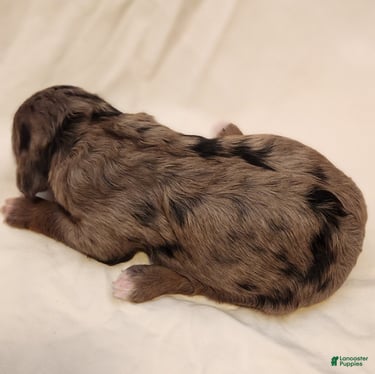 Mini Aussiedoodle dogs for sale: Misty Female Blue Merle - Ad 3
