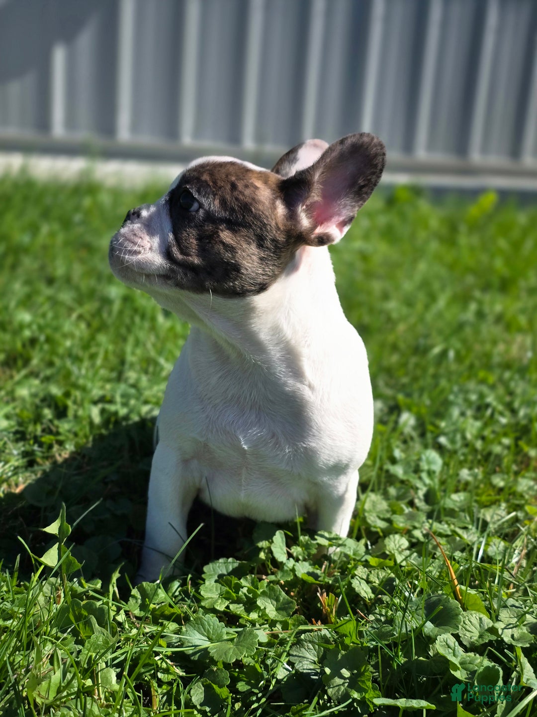 French Bulldog dogs for sale: Duncan - Ad 3