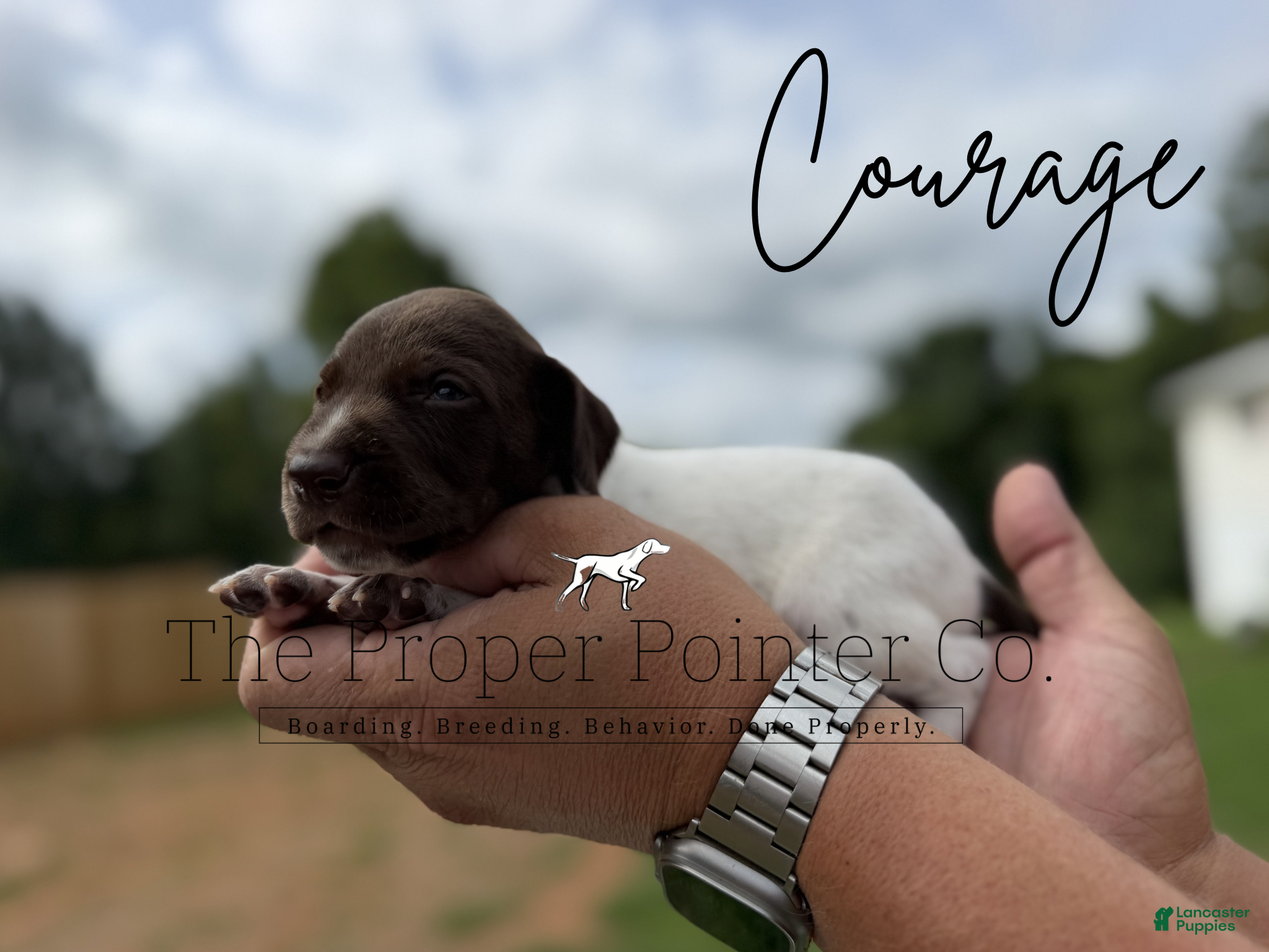 German Shorthaired Pointer dogs Courage - Ad 1