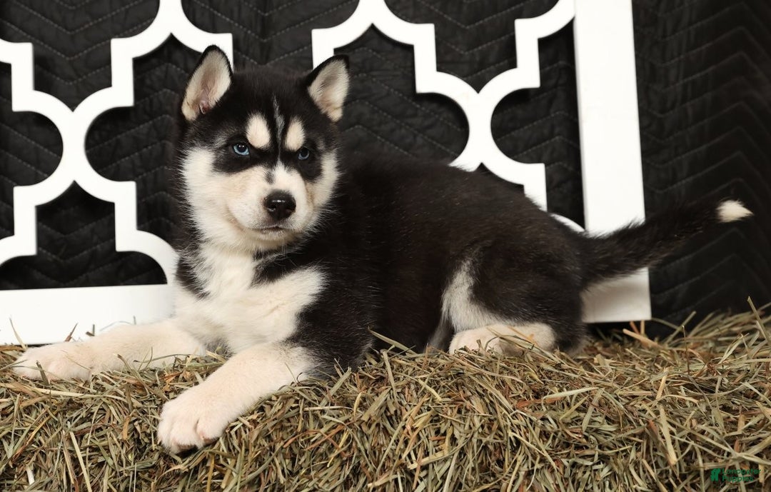 Siberian Husky dogs for sale: Trooper - Ad 1