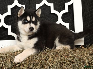 Siberian Husky dogs Trooper - Ad 6