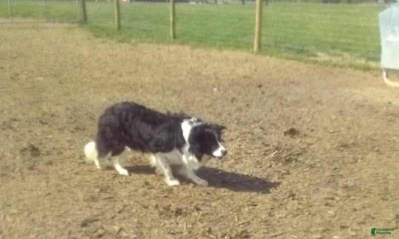 Skip