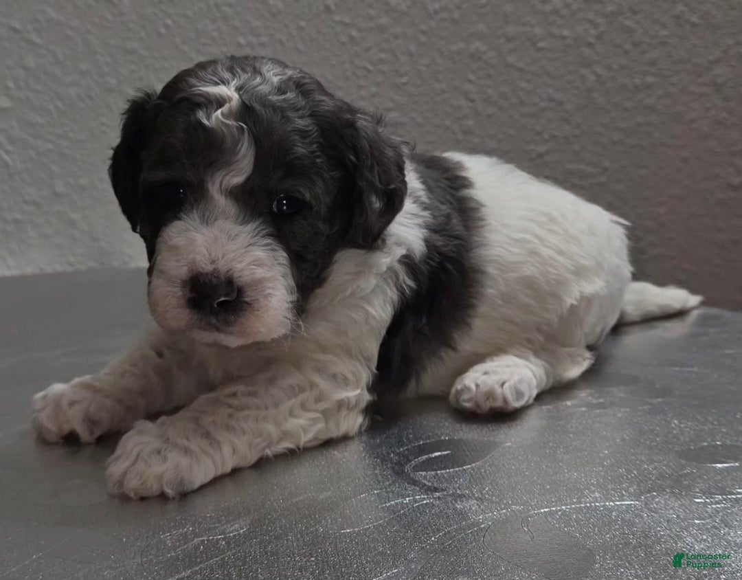 Mini Goldendoodle dogs for sale: Smokey - Ad 5