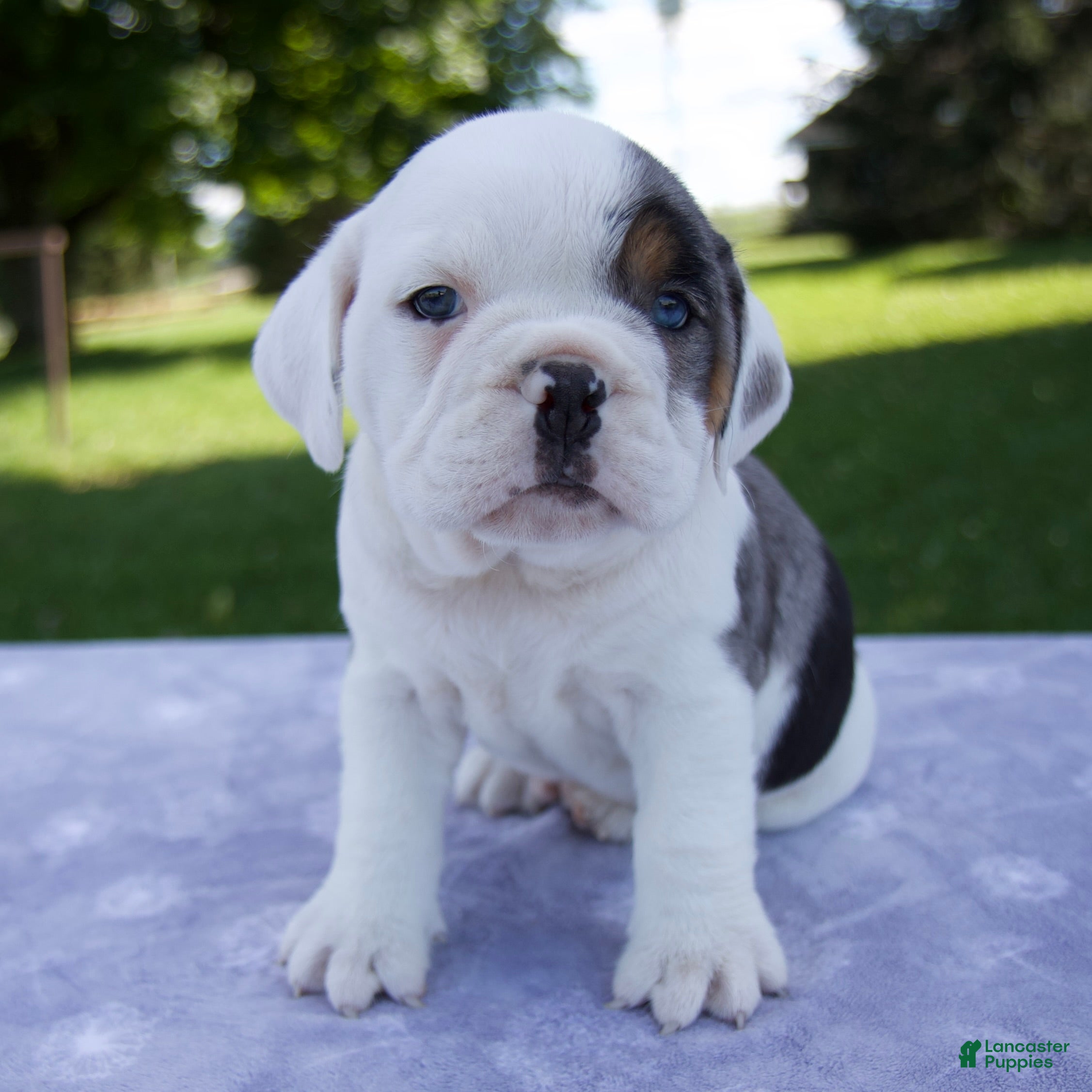 Beabull dogs Hunter - Ad 1