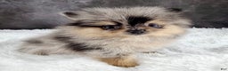 Pomeranian dogs for sale: Grace AKC - Ad 5
