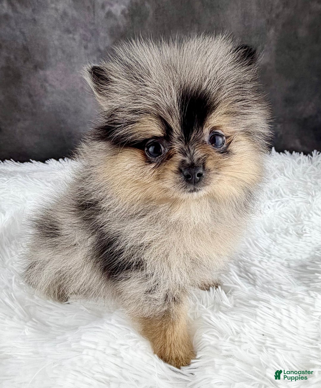 Pomeranian dogs for sale: Grace AKC - Ad 5