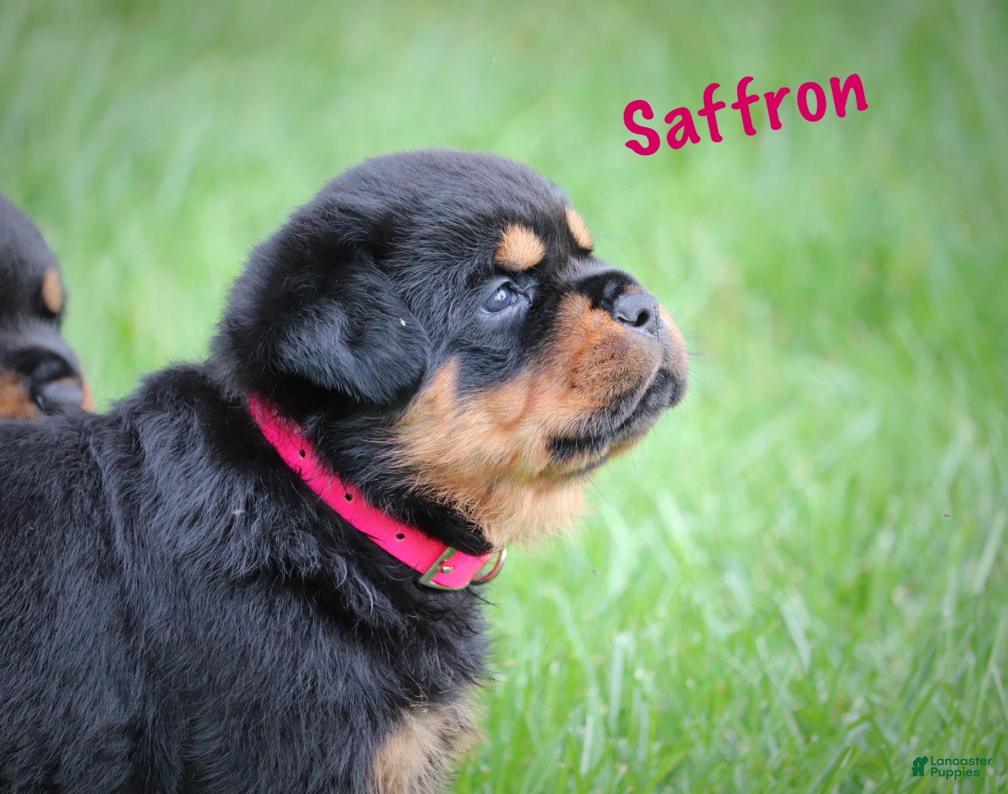 Rottweiler dogs Saffron w a Long Tail  - Ad 1