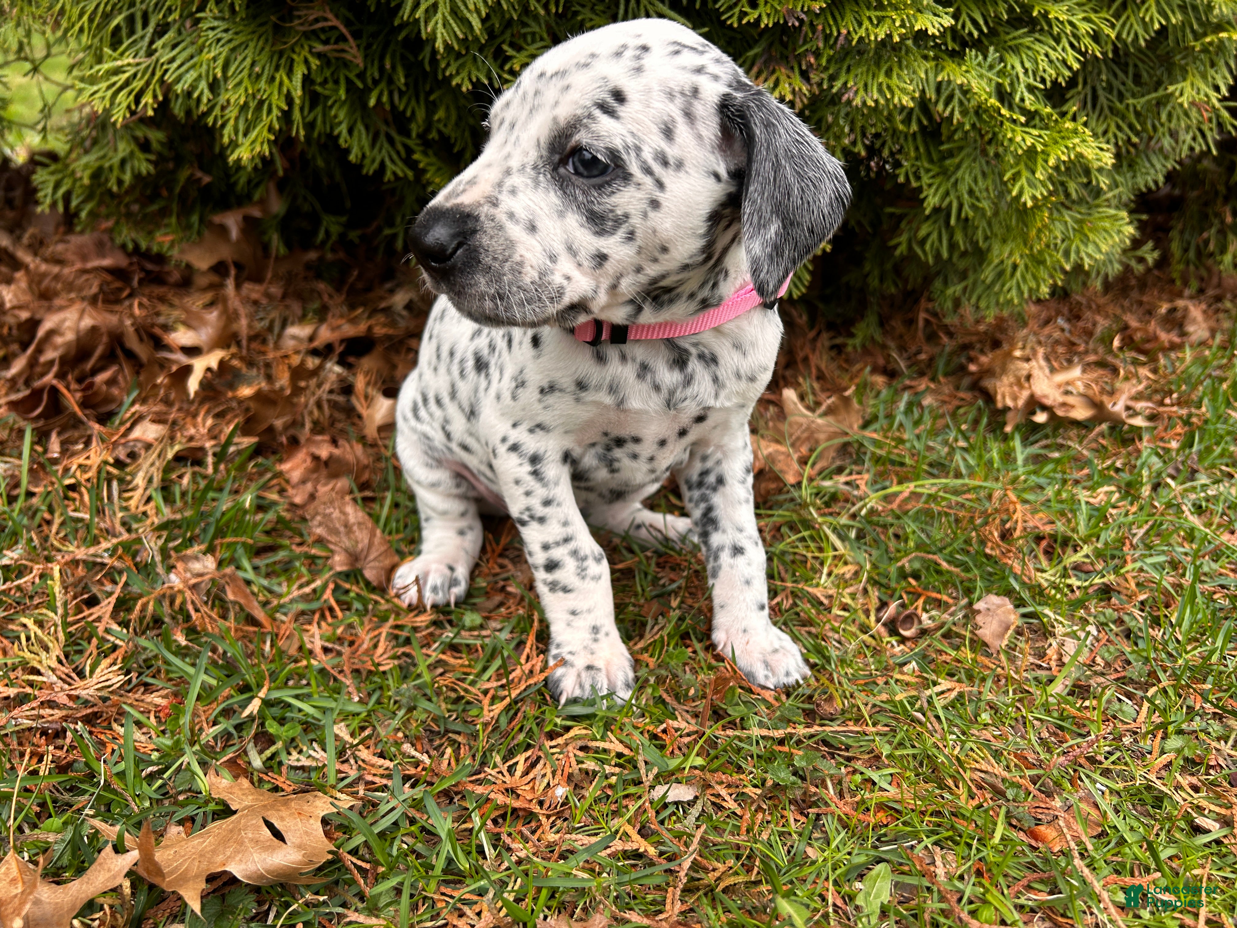 Mixed Breed dogs 🐊Croc Dalmatian/GSP - Ad 1