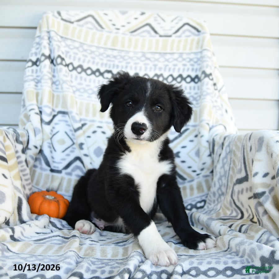 Border Collie dogs for sale: Esmond - Ad 1