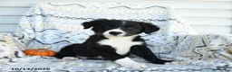 Border Collie dogs for sale: Esmond - Ad 1