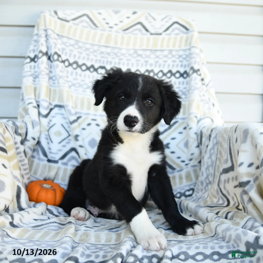 Border Collie dogs for sale: Esmond - Ad 1