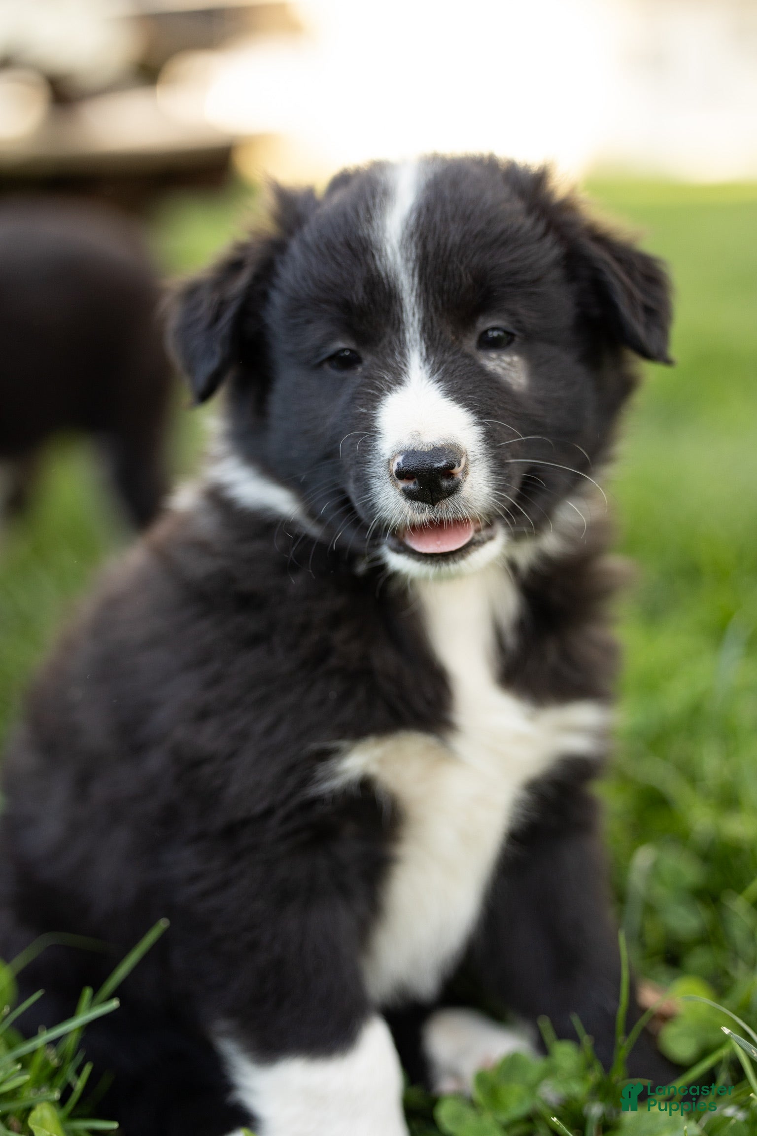 Mixed Breed dogs Mohawk - Ad 2