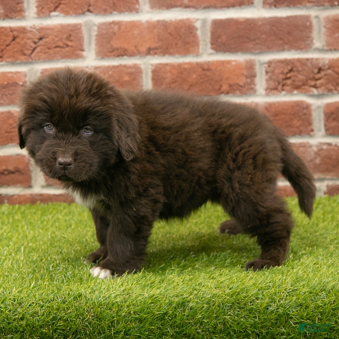 Newfoundland dogs for sale: Ryder - Ad 4