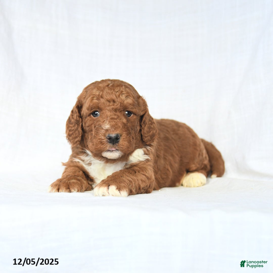 Mini Goldendoodle dogs for sale: Loyal - Ad 2