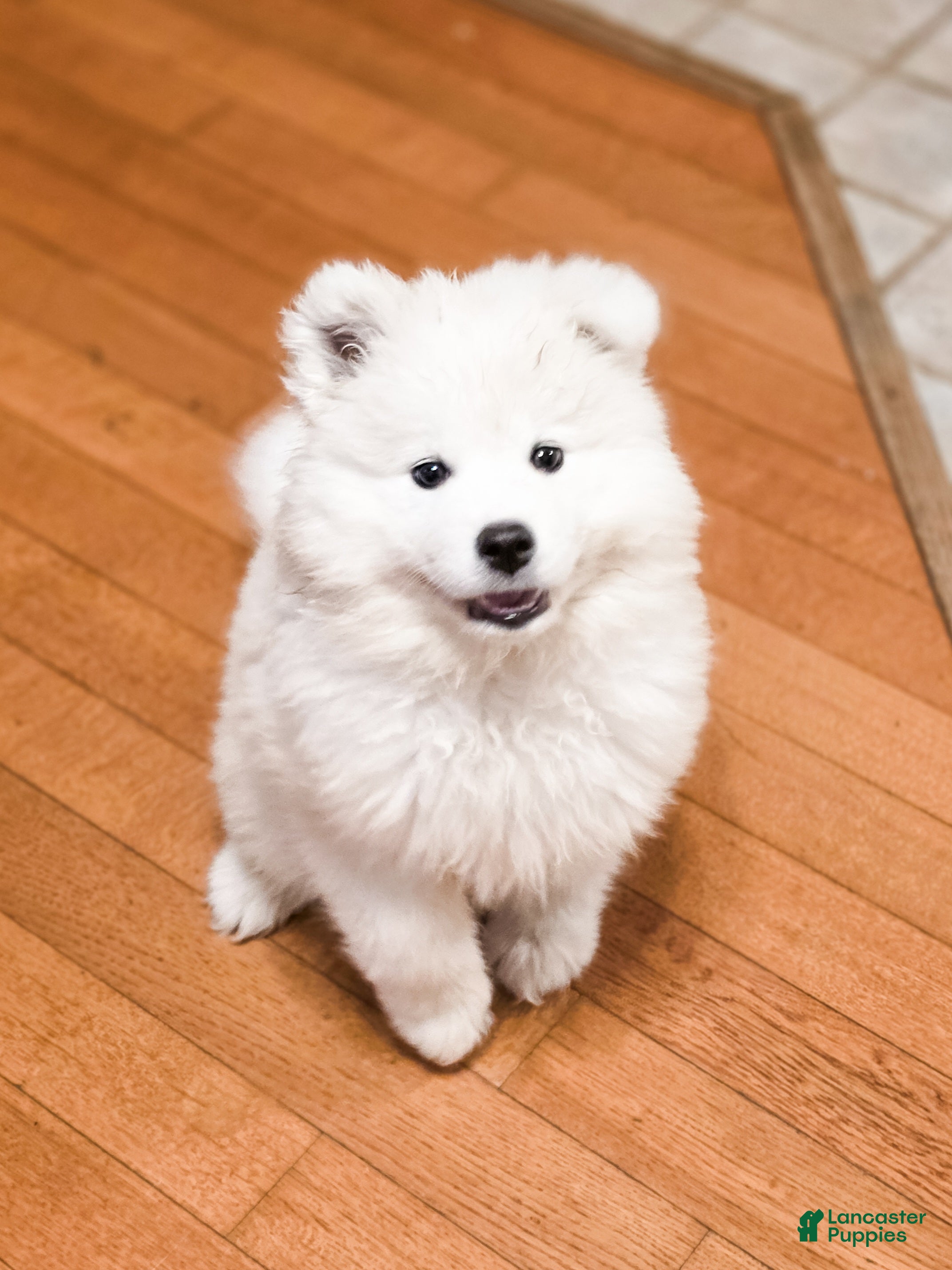 Samoyed dogs Sprout  - Ad 1