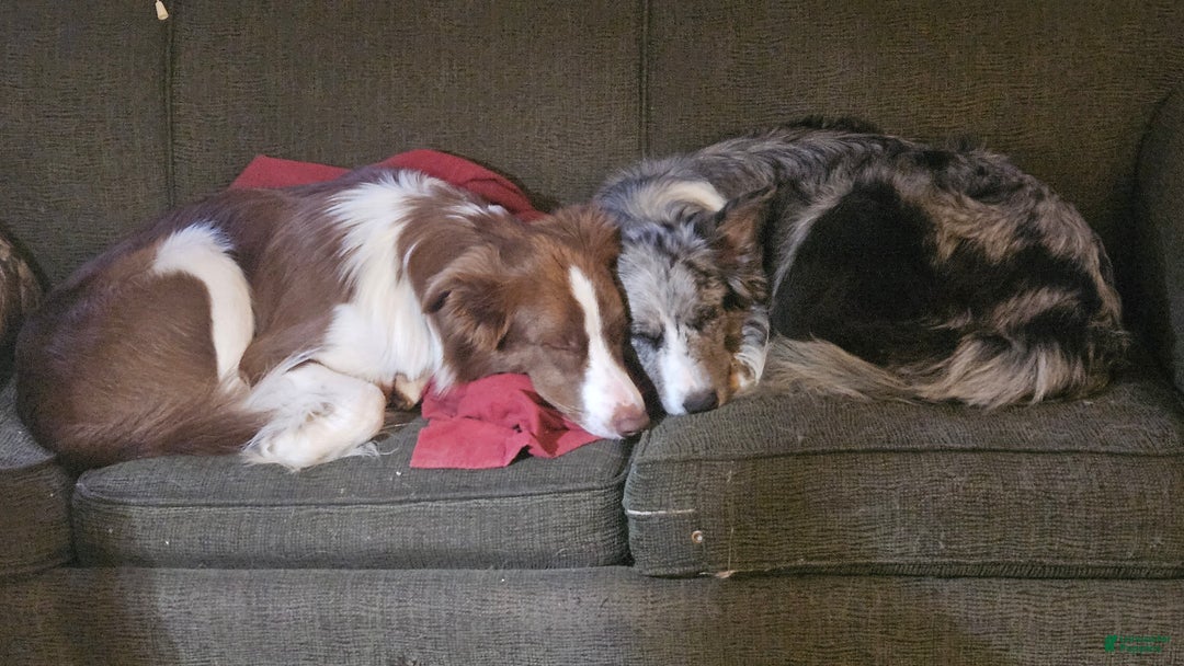 Border Collie dogs for sale: Border Collie Puppy 1 - Red - Ad 57