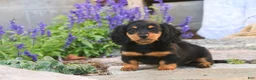 Miniature Dachshund dogs for sale: Sally Miniature Dachshund  - Ad 5