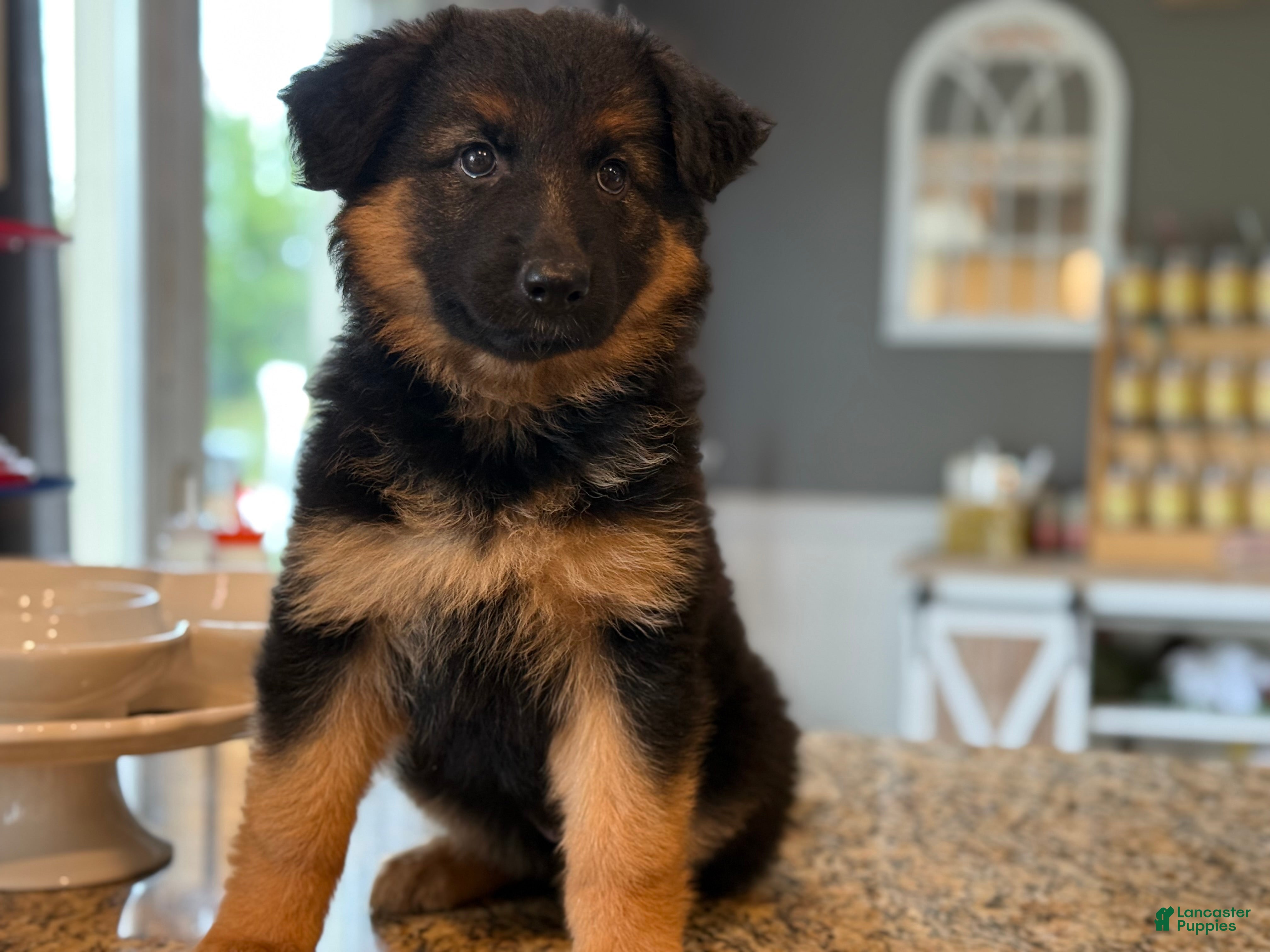 German Shepherd dogs Bear - Ad 2