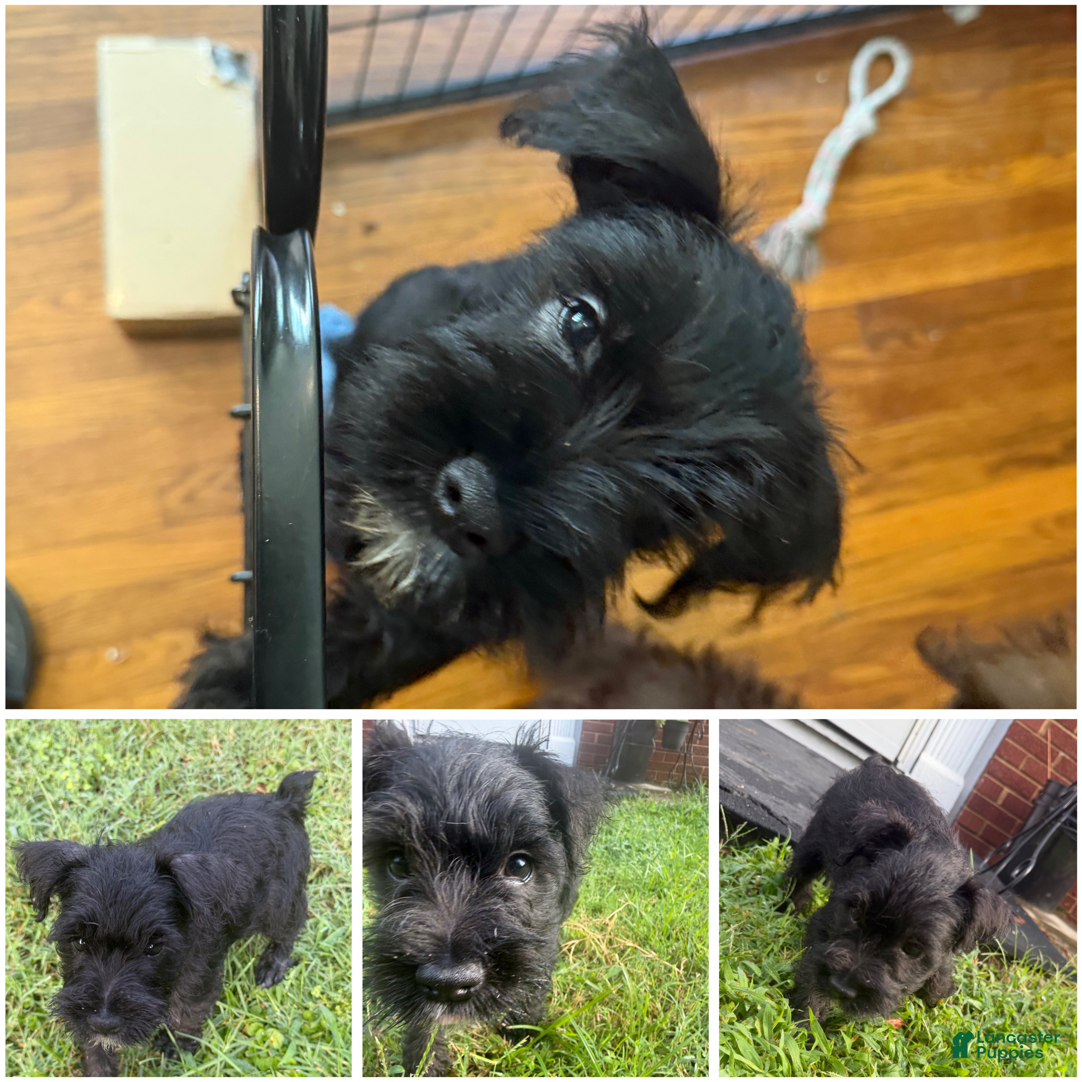 Miniature Schnauzer