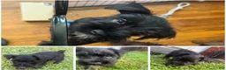 Miniature Schnauzer dogs for sale: Miniature Schnauzer 1 - Ad 1