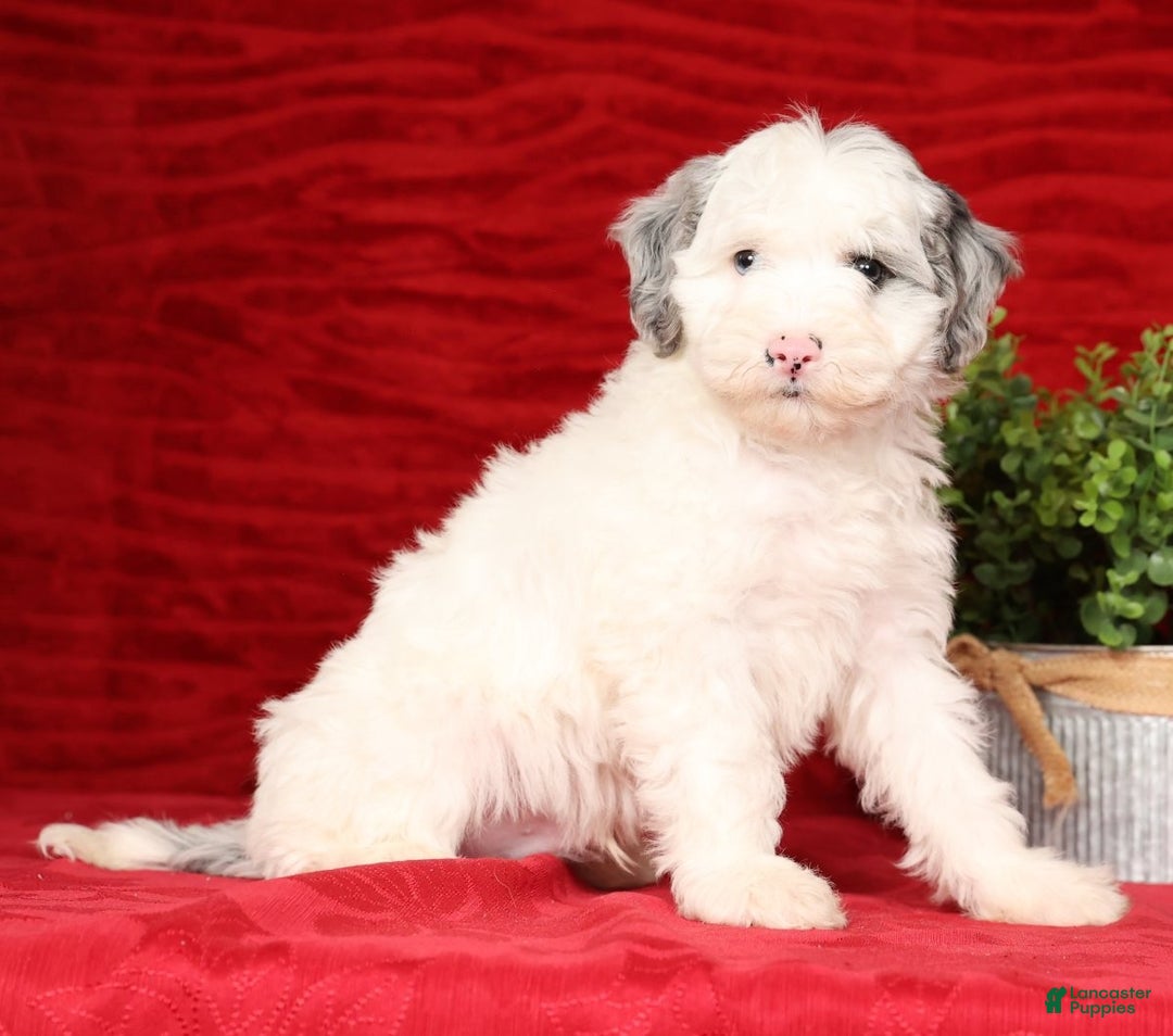 Mini Sheepadoodle dogs for sale: Charles - Ad 1