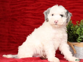 Mixed Breed dogs Charles - Ad 15