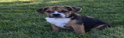 Beabull dogs for sale: Marley  - Ad 4