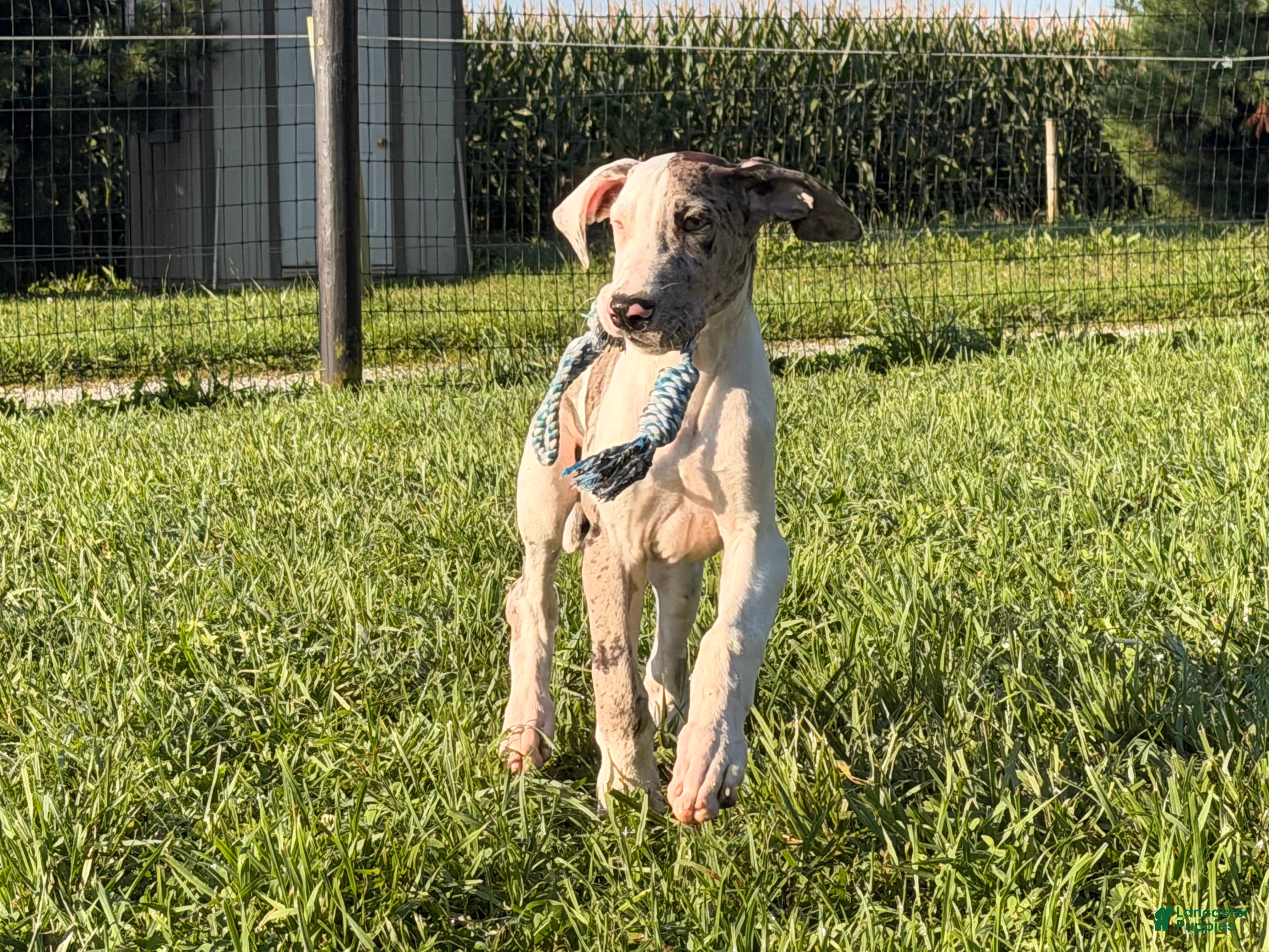 Great Dane dogs Patches Great Dane  - Ad 1