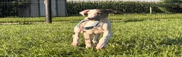 Great Dane dogs for sale: Patches Great Dane  - Ad 8