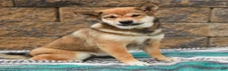 Shiba Inu dogs for sale: Sage (AKC Champion Bloodline) - Ad 4