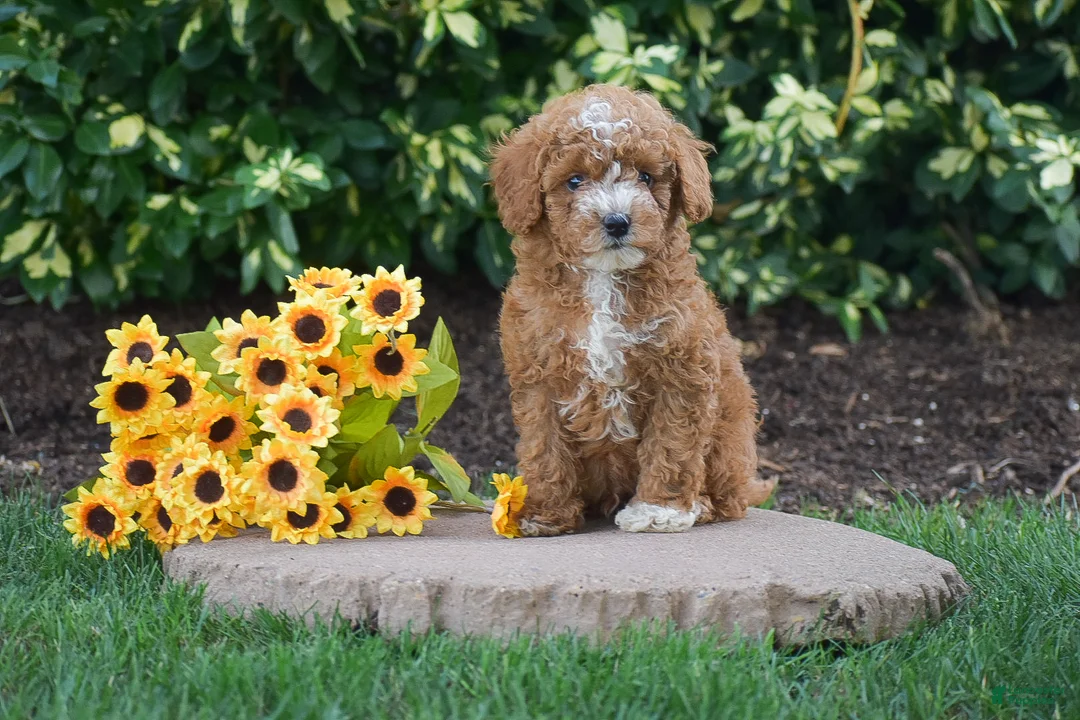Toy Poodle dogs for sale: Peter - Ad 2