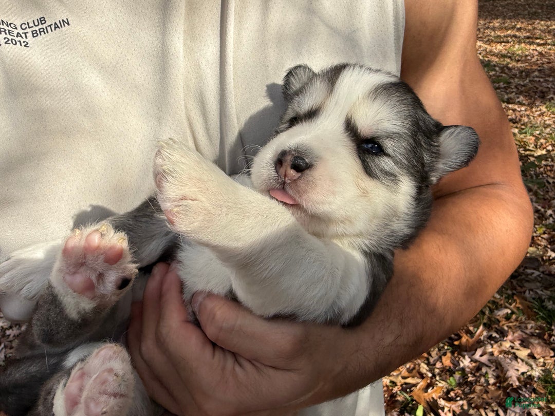 Siberian Husky dogs for sale: Blanquita - Ad 4