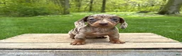 Miniature Dachshund dogs for sale: Honey - Ad 1