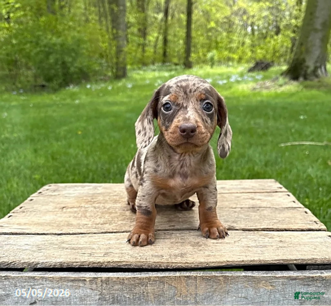 Miniature Dachshund dogs for sale: Honey - Ad 1